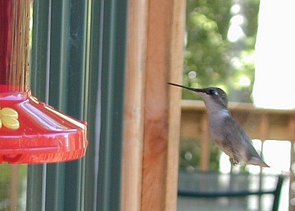 female hummingbird