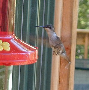 hummingbird landing