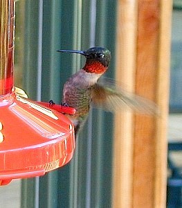 male hummingbird landing