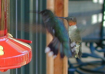 ruby throated hummingbird male