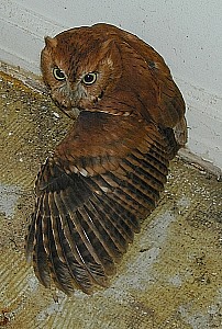 screech owl showing wing