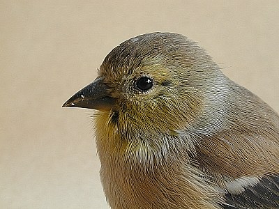 goldfinch portrait