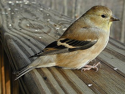 goldfinch on rail