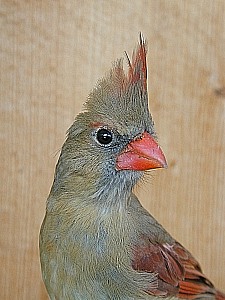 female cardinal