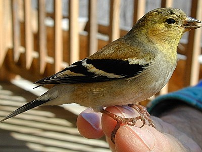 goldfinch on hand