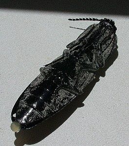 click beetle, ventral view   (Coleoptera)
