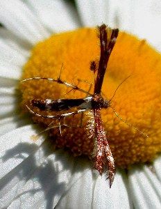 Ermine Moth   (Lepidoptera)