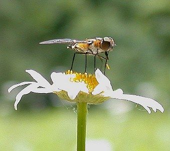 fly on flower  (Diptera)