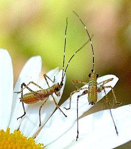 unknown pair    (Orthoptera) probably