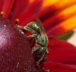 green bee 2 (Hymenoptera)