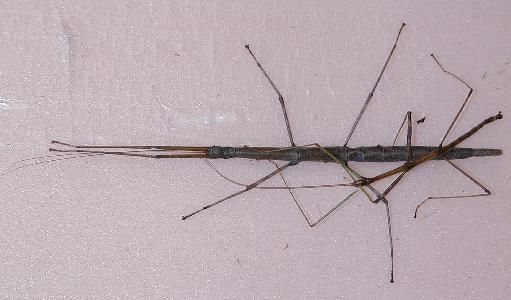 walkingstick 2   (Phasmatodea)