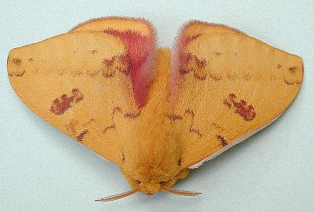 (Lepidoptera)