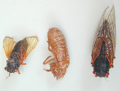 Cicada  (Hemiptera)