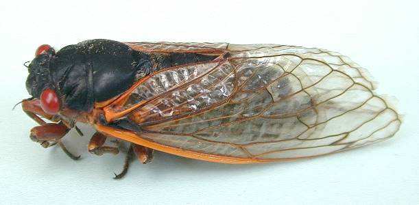 Cicada adult (Hemiptera)