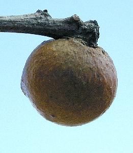 oak gall formed by a wasp  (Hymenoptera)