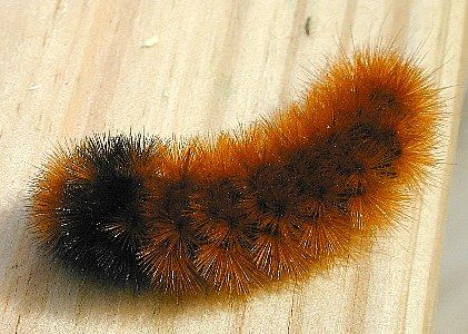 woolly bear    (Lepidoptera)