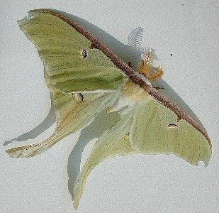 luna moth    (Lepidoptera)