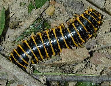 centipede  Class Chilopoda not Insecta