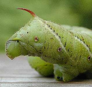 tomato hornworm tail   (Lepidoptera)