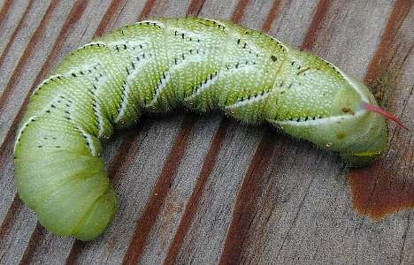 tomato hornworm  (Lepidoptera)