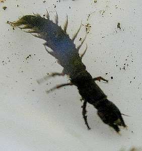 hellgrammite dobsonfly larva (Megaloptera)