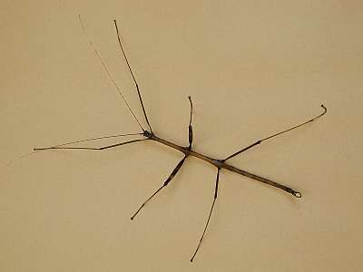 walkingstick 1  (Phasmatodea)