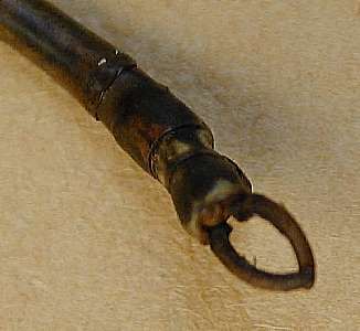 walkingstick clasp  (Phasmatodea)
