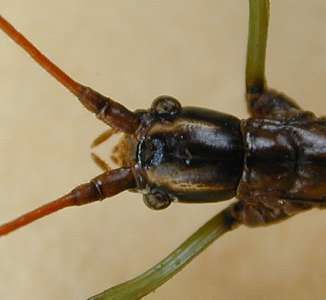 walkingstick head  (Phasmatodea)