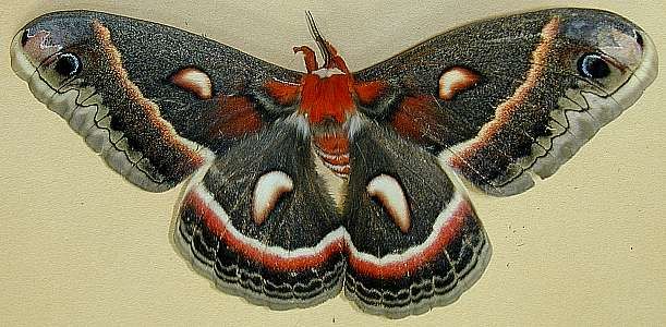 cecropia moth  (Lepidoptera)