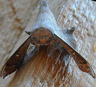 moth 4a  (Lepidoptera)