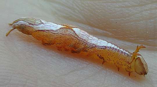 unidentified caterpillar  (Lepidoptera)