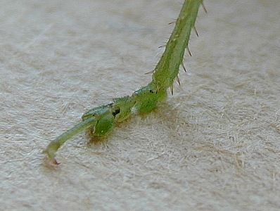 katydid foot  (Orthoptera)