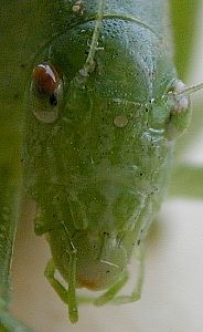 katydid face  (Orthoptera)