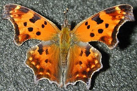 eastern comma 	(Lepidoptera)
