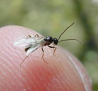 types of winged ants with long stingers