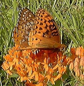 fritillary butterfly    (Lepidoptera)