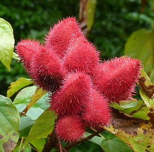 costa rican rainforest plants