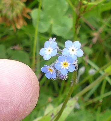 Broad-Leaf Forget-Me-Not, Myosotis Latifolia