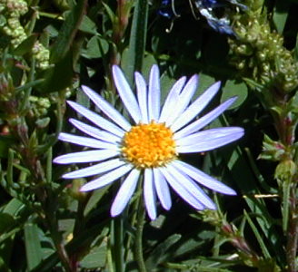 mongolia flowers