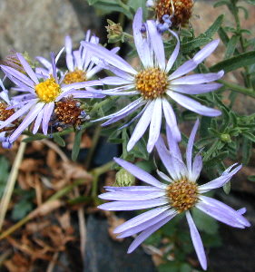 mongolia flowers