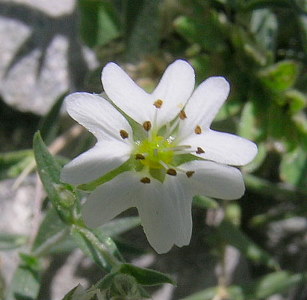 mongolia flowers