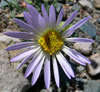 mongolia flowers