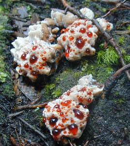 Bloody Tooth Fungus