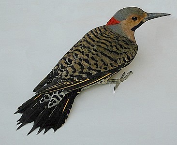 yellow shafted flicker