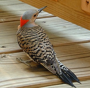 northern flicker