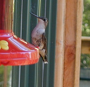 hummingbird perched