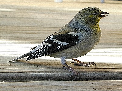 goldfinch on deck