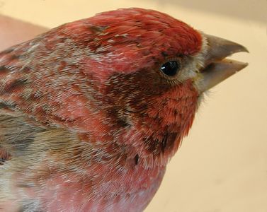 purple finch