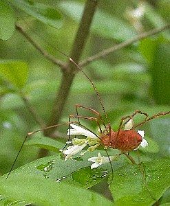 daddy long legs   Class Arachnida not Insecta