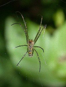 orb weaver  Class Arachnida not Insecta